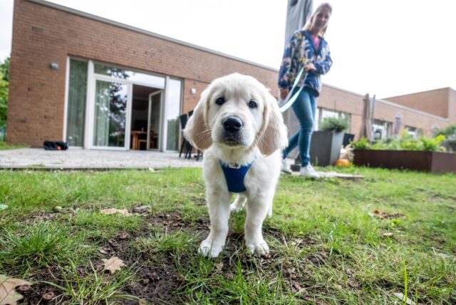 Therapiehund Fiete vor dem Hospiz an der Leine von Sabrina Bergeest.