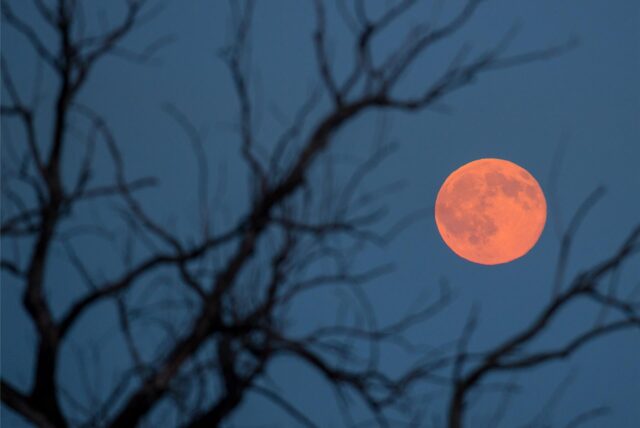 Der Vollmond im Juni, der auch als Erdbeermond bezeichnet wird, ist zwischen Ästen eines Baumes zu sehen.