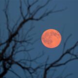 Der Vollmond im Juni, der auch als Erdbeermond bezeichnet wird, ist zwischen Ästen eines Baumes zu sehen.
