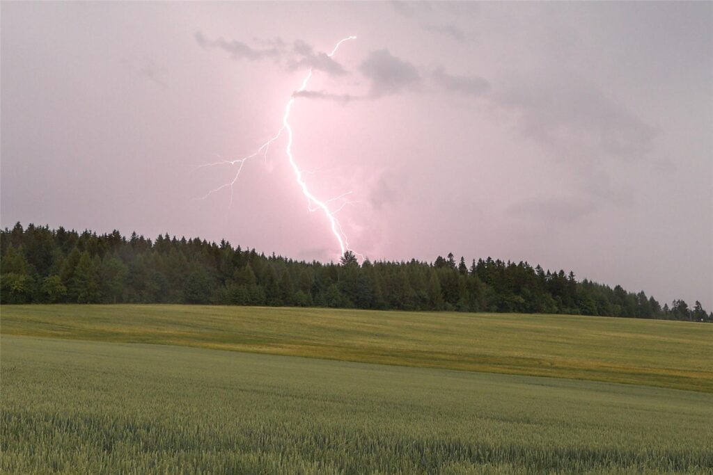 Blitz schlägt über Wald ein.
