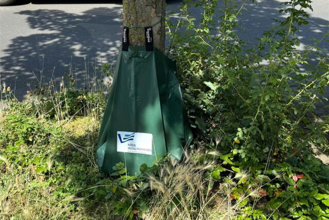Ein Bewässerungsbeutel an einem Baum.