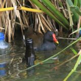 Vogel mit Müll im Wasser