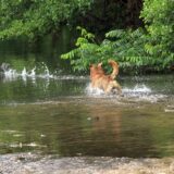 Das Bild zeigt einen Hund, der einem Vogel nachjagt.