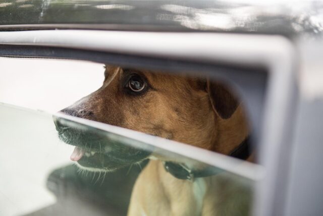 Ein Hund sitzt in einem Auto und schaut durch einen Fensterspalt.