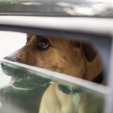 Ein Hund sitzt in einem Auto und schaut durch einen Fensterspalt.