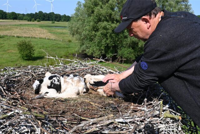 Drei Jungstörche sitzen im Nest am Hervester Bruch und werden beringt