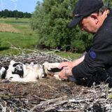 Drei Jungstörche sitzen im Nest am Hervester Bruch und werden beringt