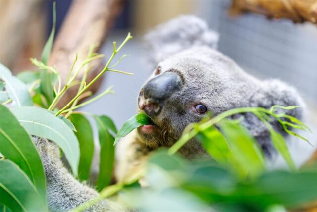 Koala Irwin sitzt in seinem Gehege auf einem Baum und frisst frische Eukalyptus-Blätter.