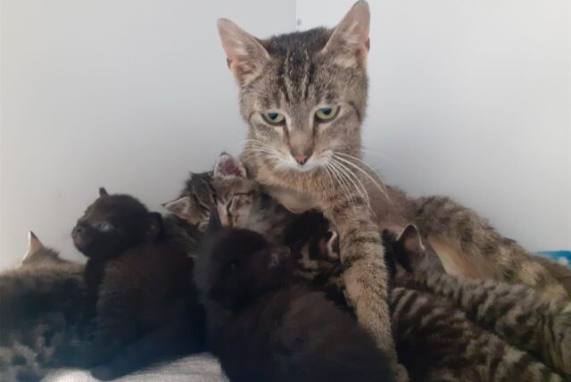 Eine Katzenmama umarmt ihre Katzenbabys.