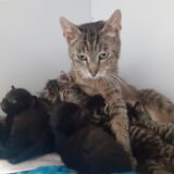 Eine Katzenmama umarmt ihre Katzenbabys.
