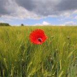 Eine Mohnblume blüht auf einem Gerstenfeld in Düsseldorf. Die zweite Hälfte des langen Himmelfahrt-Wochenendes bringt in Nordrhein-Westfalen teils schwüle Temperaturen und ein steigendes Gewitterrisiko.