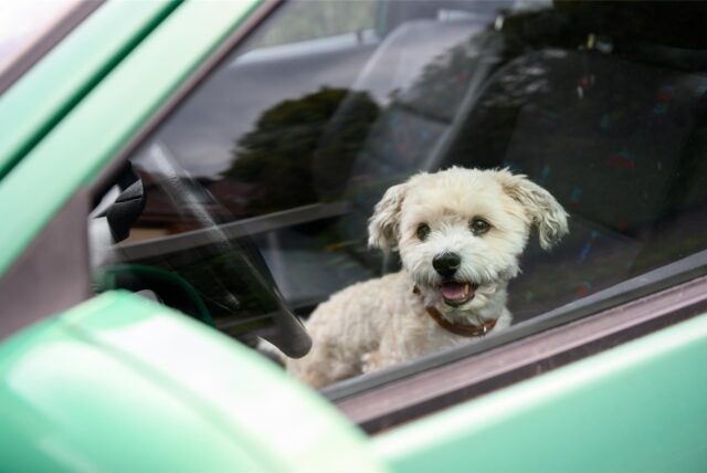 Ein kleiner Hund sitzt in einem Auto. Das Auto kann bei heißen Temperaturen zu einer Hitzefalle werden.