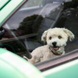 Ein kleiner Hund sitzt in einem Auto. Das Auto kann bei heißen Temperaturen zu einer Hitzefalle werden.