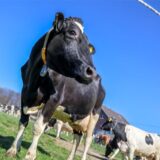 Eine Milchkuh steht beim Weideaustrieb  auf einer Wiese und frisst zum ersten Mal wieder frisches Gras.