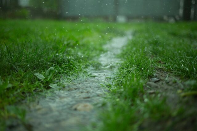 Regenwasser auf einer Wiese.