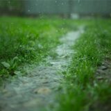 Regenwasser auf einer Wiese.