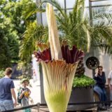 Die stinkende Riesenblume Titanenwurz im Gruga-Park blüht.
