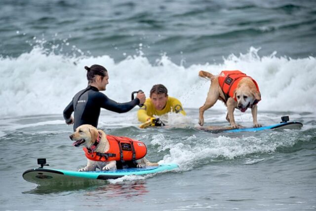 Rosie, ein zweieinhalb Jahre alter Labrador aus Santa Cruz, Kalifornien, startet auf einer Welle vor Charlie, einem zehn Jahre alten Labrador aus San Diego, bei der 28. Auflage der „Purina Pro Plan Incredible Dog Challenge“ in Huntington Beach, Kalifornien.