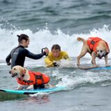 Rosie, ein zweieinhalb Jahre alter Labrador aus Santa Cruz, Kalifornien, startet auf einer Welle vor Charlie, einem zehn Jahre alten Labrador aus San Diego, bei der 28. Auflage der „Purina Pro Plan Incredible Dog Challenge“ in Huntington Beach, Kalifornien.
