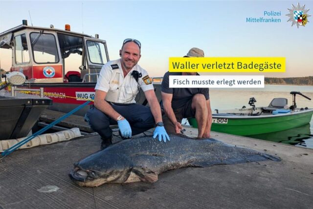 Der erlegte Waller liegt am Ufer vom Brombachsee, nachdem er wiederholt Schwimmer angegriffen hat (Aufnahmedatum unbekannt).