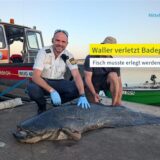 Der erlegte Waller liegt am Ufer vom Brombachsee, nachdem er wiederholt Schwimmer angegriffen hat (Aufnahmedatum unbekannt).
