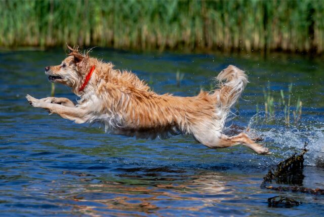 Symbolbild zeigt Hund im Wasser.