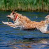 Symbolbild zeigt Hund im Wasser.