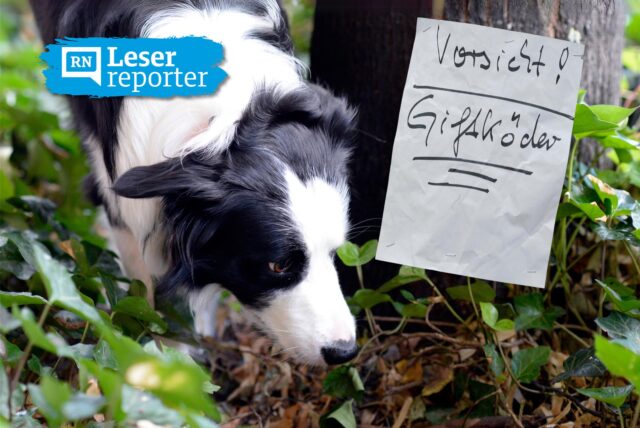 Symbolbild zu Giftködern in Dortmund: Ein Hund schnuppert auf Waldboden, an einem Baum ist ein Hinweis auf Giftköder angebracht.