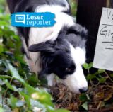 Symbolbild zu Giftködern in Dortmund: Ein Hund schnuppert auf Waldboden, an einem Baum ist ein Hinweis auf Giftköder angebracht.