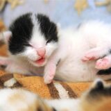 Ein acht Tage altes Katzenbaby liegt auf einer Decke (Archivbild).