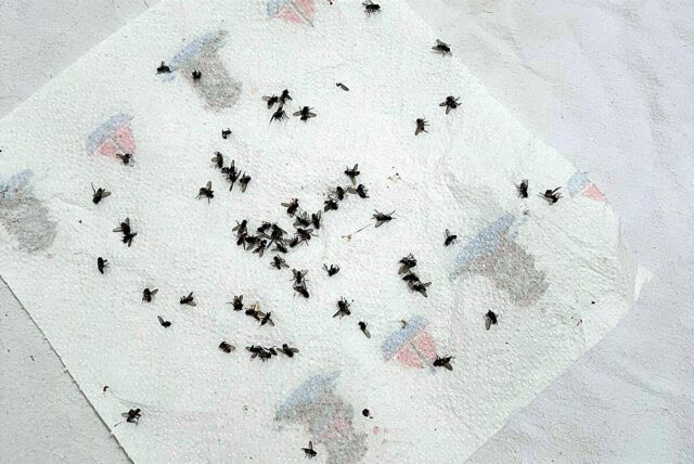 Fliegen auf einem Küchentuch