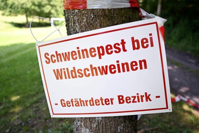 Ein Schild mit der Aufschrift „Schweinepest bei Wildschweinen – Gefährdeter Bezirk – “ hängt an einem Baum an einem Waldweg.