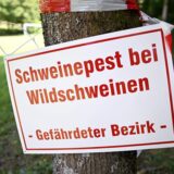 Ein Schild mit der Aufschrift „Schweinepest bei Wildschweinen – Gefährdeter Bezirk – “ hängt an einem Baum an einem Waldweg.