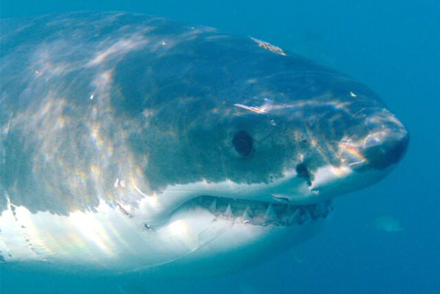 Ein Weißer Hai schwimmt am 19.06.2010 nahe dem südafrikanischen Gansbaai im Indischen Ozean.