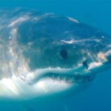 Ein Weißer Hai schwimmt am 19.06.2010 nahe dem südafrikanischen Gansbaai im Indischen Ozean.