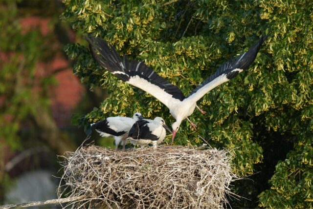 Drei Störche in einem Nest vor einem einem Baum. Ein Alttier füttert die Jungen.