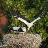 Drei Störche in einem Nest vor einem einem Baum. Ein Alttier füttert die Jungen.