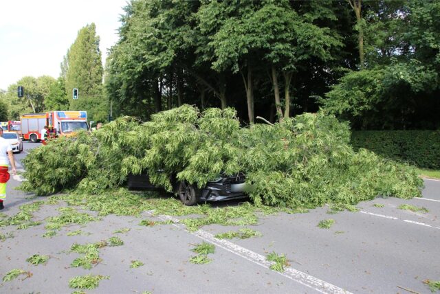 Ein umgestürzter Baum liegt auf einem Audi.