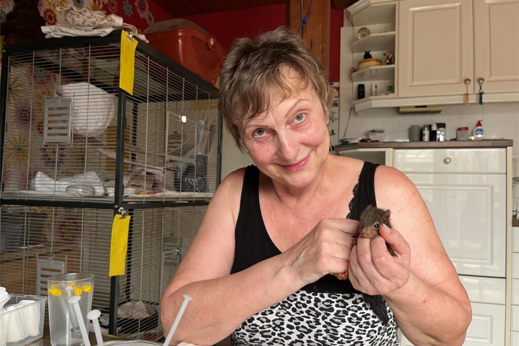 Mechthild Trippe aus Castrop-Rauxel versorgt viele kleine Eichhörnchen in ihrem Haus. In anderen Häusern sollen sie ausgewildert werden. Mit ihrem Projekt bewarb sie sich bei Vest Future, bekam aber nicht genug Unterstützung.