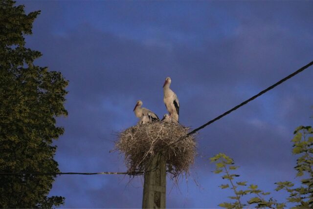 Eine Storchenfamilie hat ihr Nest auf einem Strommast gebaut. Das Bild zeigt einen Elternstorch stehend und einen sitzend mit zwei Jungstörchen im Nest vor einem Abendhimmel.
