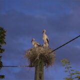 Eine Storchenfamilie hat ihr Nest auf einem Strommast gebaut. Das Bild zeigt einen Elternstorch stehend und einen sitzend mit zwei Jungstörchen im Nest vor einem Abendhimmel.