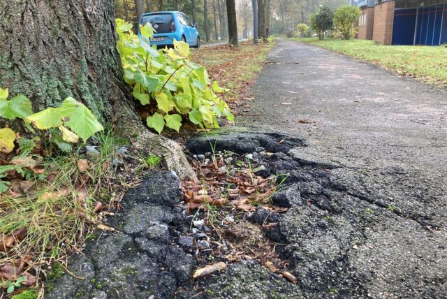 An der Kampstraße haben Wurzeln der alten Bäume den Asphalt des Radwegs schwer beschädigt