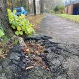 An der Kampstraße haben Wurzeln der alten Bäume den Asphalt des Radwegs schwer beschädigt