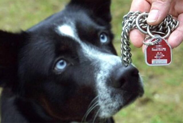 Hundekopf, davor eine Hand mit einer Kette und einer Hundemarke