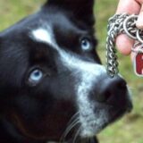Hundekopf, davor eine Hand mit einer Kette und einer Hundemarke