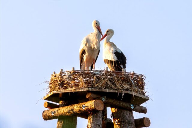 Zwei Störche stehen auf einem Horst, der sich auf einer Holzkonstruktion befindet. Die Vögel haben ein weißes Gefieder mit schwarzen Akzenten und einen langen, roten Schnabel.