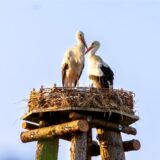 Zwei Störche stehen auf einem Horst, der sich auf einer Holzkonstruktion befindet. Die Vögel haben ein weißes Gefieder mit schwarzen Akzenten und einen langen, roten Schnabel.