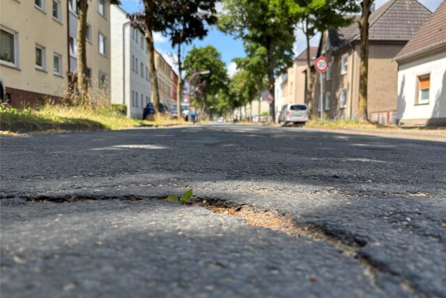 Eine Nahaufnahme zeigt einen Riss im Asphalt einer Straße, aus dem ein kleiner grüner Trieb sprießt. Im Hintergrund sind Wohnhäuser, geparkte Autos und ein Geschwindigkeitsbegrenzungsschild zu erkennen.