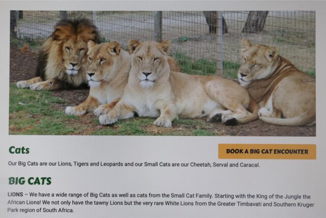Ein Bild zeigt die Homepage des Darling Downs Zoo auf einem Computermonitor in Sydney.