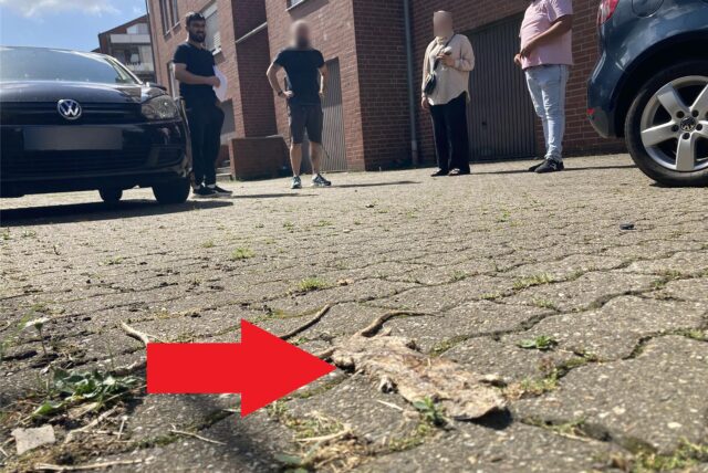 Eine tote Ratte liegt auf einem Garagenhof in Marl.